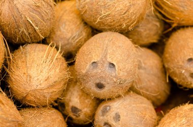 Hindistan cevizi Hindistan cevizi Satılık