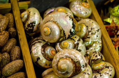 Deniz kabukları Satılık.