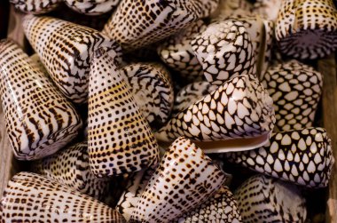 Deniz kabukları Satılık.