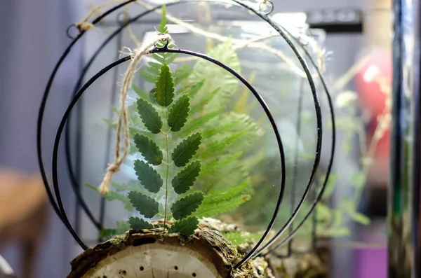 Närbild av herbarium i glas. — Stockfoto