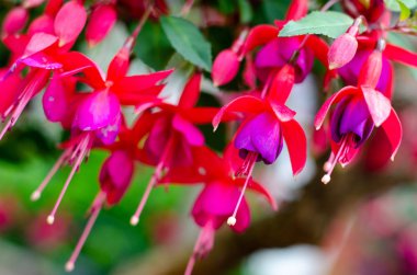 Fuşya'nın yakın çekim kısmı çoğunlukla çalılardan veya küçük ağaçlardan oluşan bir çiçekli bitki cinsine sahip.