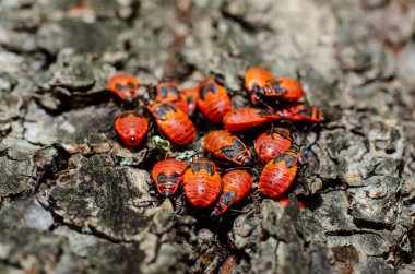 Kırmızı böcekler (Pyrrhocoridae), pamuk boyacıları