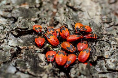 Kırmızı böcekler (Pyrrhocoridae), pamuk boyacıları