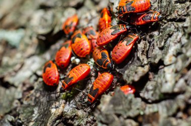 Kırmızı böcekler (Pyrrhocoridae), pamuk boyacıları