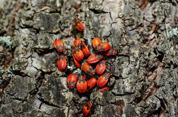 붉은 벌레 (피르 호코리대), 면 얼룩 — 스톡 사진
