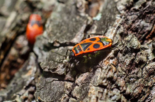 Röda buggar (Pyrrhocoridae), bomull stainers — Stockfoto