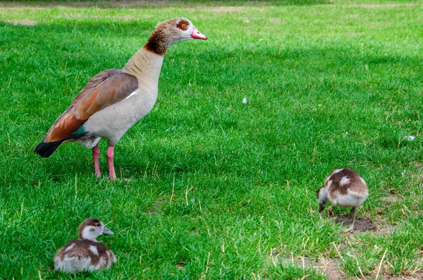 El ganso egipcio (Alopochen aegyptiacus) es un miembro de la familia Anatidae . —  Fotos de Stock