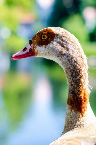 Egyptská Husa (Alopochen aegyptiacus) je členku kačera, husy a Labutí rodiny Anatidae. — Stock fotografie