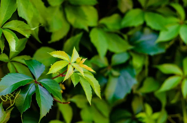 Parthenocissus quinquefolia, känd som Virginia creeper, Victoria creeper, fembladig murgröna eller femfinger, är en blomsterväxt i druvfamiljen Vitaceae. — Stockfoto