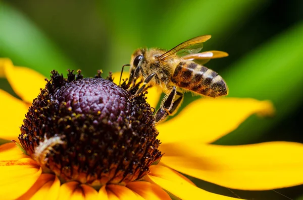 Honigbiene sammelt Honig aus Blüten — Stockfoto
