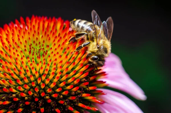 Honigbiene sammelt Honig aus Blüten — Stockfoto