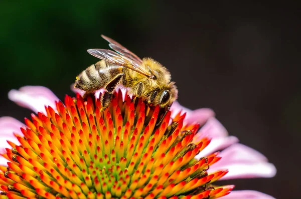 Abeille à miel Collecter du miel de fleur — Photo
