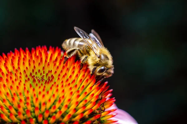 Abeille à miel Collecter du miel de fleur — Photo