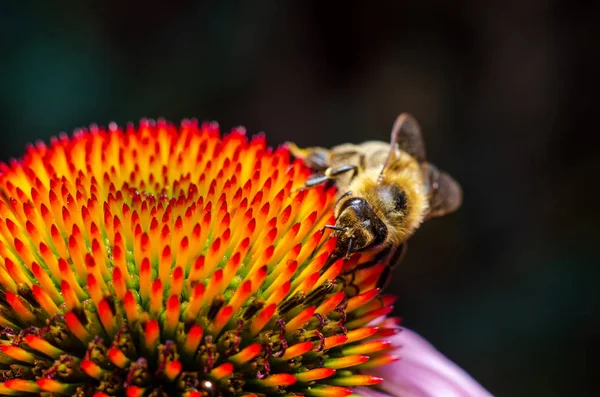 Abeille à miel Collecter du miel de fleur — Photo