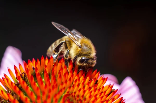 Honigbiene sammelt Honig aus Blüten — Stockfoto