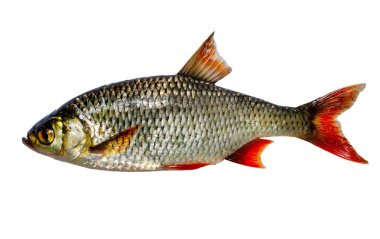 Ortak rudd (Scardinius erythrophthalmus) kuzey, Baltık, Siyah, Hazar ve Aral denizlerinin havzaları çevresinde, Avrupa ve Orta Asya'da yaygın olarak yayılmış bir bentho-pelajik tatlı su balığı.