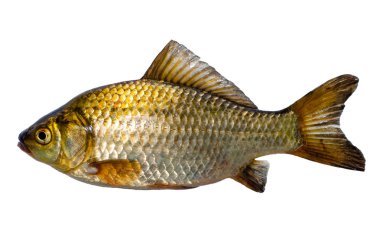 Haç sazan (Carassius carassius) cyprinidae familyasından orta büyüklükte bir sazan türü..