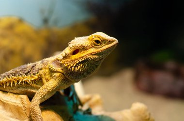 Pogona vitticeps, Avustralya'nın kurak ve yarı kurak bölgelerinde meydana gelen agamid kertenkelesi türüdür..