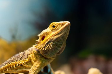Pogona vitticeps, Avustralya'nın kurak ve yarı kurak bölgelerinde meydana gelen agamid kertenkelesi türüdür..