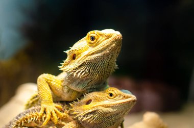 Pogona vitticeps, Avustralya'nın kurak ve yarı kurak bölgelerinde meydana gelen agamid kertenkelesi türüdür..