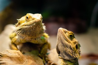 Pogona vitticeps, Avustralya'nın kurak ve yarı kurak bölgelerinde meydana gelen agamid kertenkelesi türüdür..