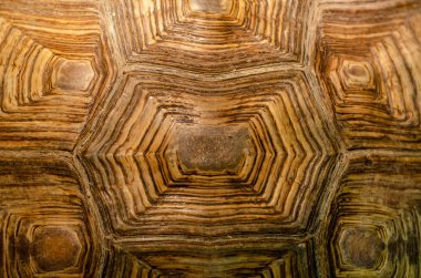 Afrika kıvrımlı kaplumbağa kabuk dokusu detayı.