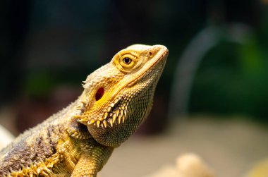 Pogona vitticeps, Avustralya'nın kurak ve yarı kurak bölgelerinde meydana gelen agamid kertenkelesi türüdür..