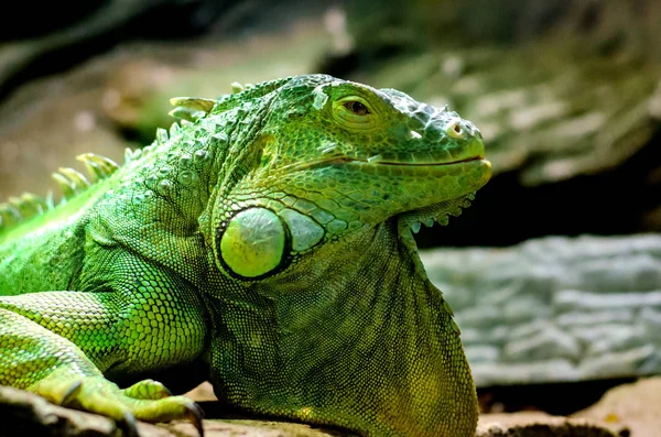 L'iguane vert (Iguana iguana), également connu sous le nom d'iguane américain . — Photo