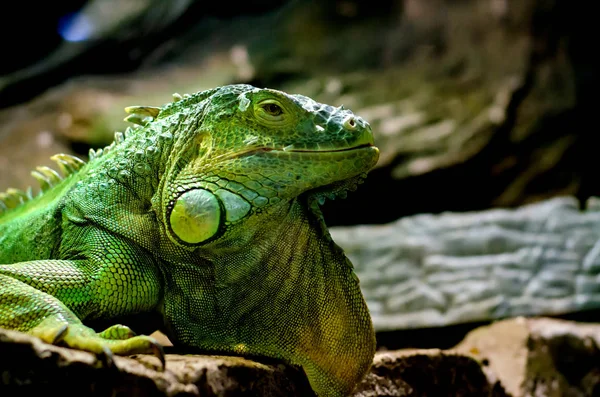 L'iguane vert (Iguana iguana), également connu sous le nom d'iguane américain . — Photo