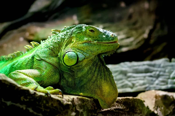 L'iguane vert (Iguana iguana), également connu sous le nom d'iguane américain . — Photo