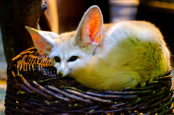 El zorro fennec, o fennec (Vulpes zerda), es un pequeño zorro crepuscular . — Foto de Stock