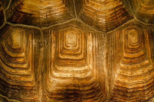 African spurred tortoise shell texture detail. — Stock Photo, Image