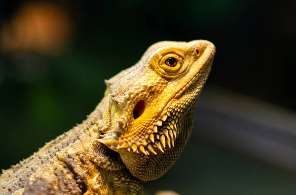 Pogona vitticeps, centrální (neboli vnitrozemský) Vousatý Drak, je druh agamidové ještěrky vyskytující se v široké škále aridu až po polovyprahlé oblasti Austrálie. — Stock fotografie