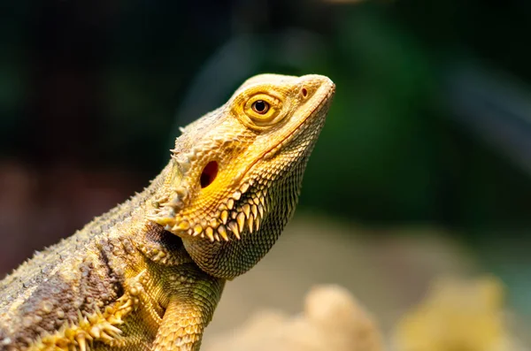 Pogona vitticeps, le dragon barbu central (ou intérieur), est une espèce de lézard agamide présente dans une large gamme de régions arides à semi-arides d'Australie. . — Photo