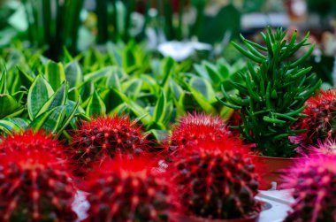 Farklı sulu bitkilere yakın çekim