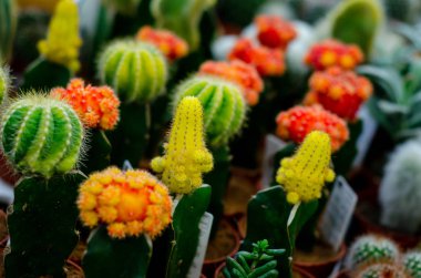 Tezgahta jimnastik kalsiyum kaktüsünün yakın çekimi