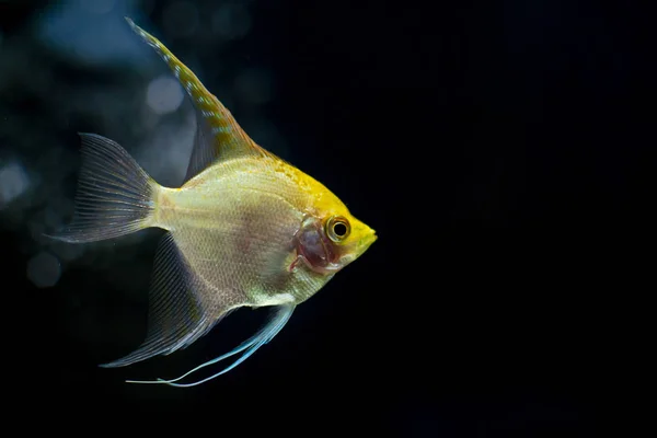 Крупним планом Angelfish в акваріумі . — стокове фото