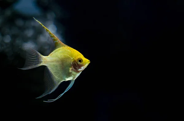 Крупним планом Angelfish в акваріумі . — стокове фото