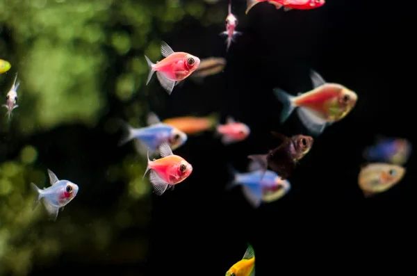 Aquarium mit vielen bunten Fischen — Stockfoto