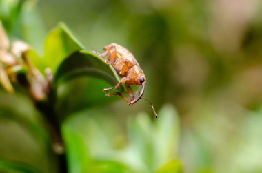 Meşe palamudu. Curculio glandium, palamutgiller (Felidae) familyasından bir böcek türü..