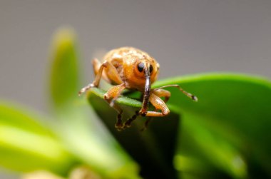 Meşe palamudu. Curculio glandium, palamutgiller (Felidae) familyasından bir böcek türü..
