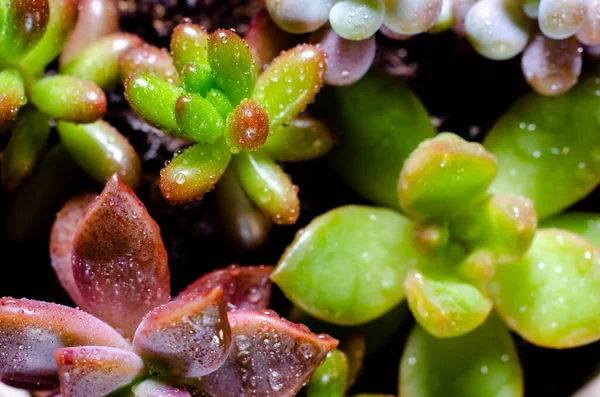 多肉植物が異なる背景 — ストック写真