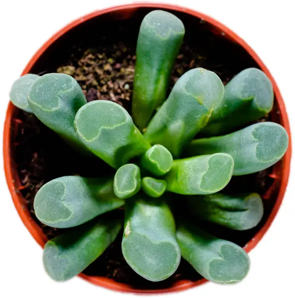 フェネストラリア 赤ちゃんのつま先や窓の植物として知られる — ストック写真
