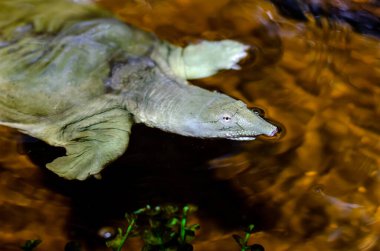 Çin yumuşak kabuklu kaplumbağa (Pelodiscus sinensis)