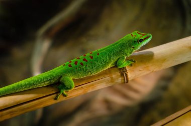 Phelsuma madagascariensis, Madagaskar 'da yaşayan bir gündüz kertenkelesidir..