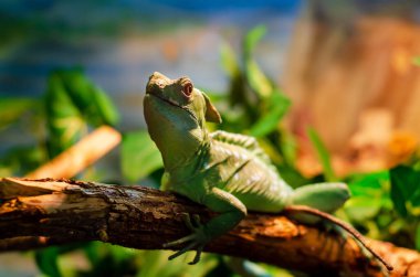 Basilisk (Basiliscus basiliscus), Corytophanidae familyasından bir kertenkele türüdür..