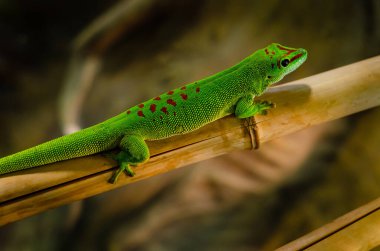 Phelsuma madagascariensis, Madagaskar 'da yaşayan bir gündüz kertenkelesidir..