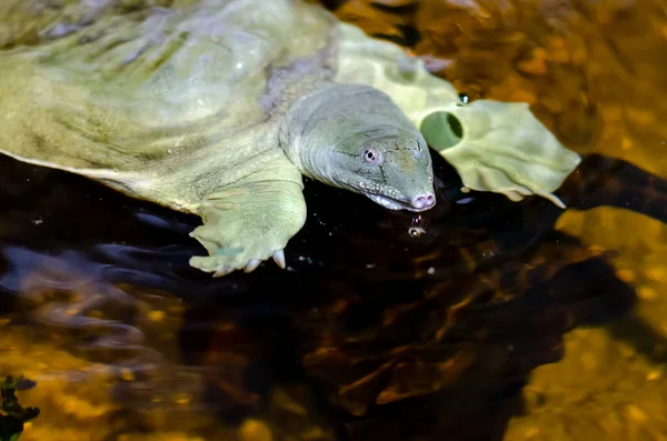 Tortuga Cáscara Blanda China Pelodiscus Sinensis —  Fotos de Stock