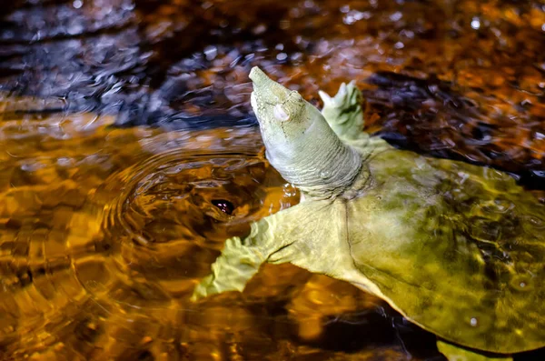 Tortuga Cáscara Blanda China Pelodiscus Sinensis — Foto de Stock