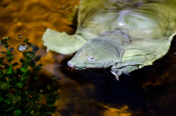 Chinese Softshell Turtle Pelodiscus Sinensis — Stock Photo, Image